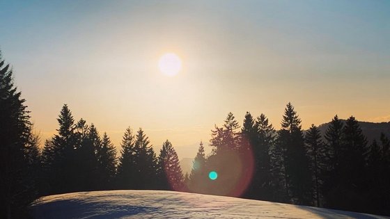 Winter landscape featuring a snow-covered field and a dense forest of evergreen trees in the background.